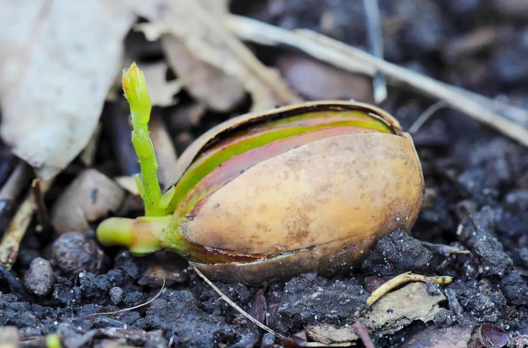 A photo shows a sprouting acorn.