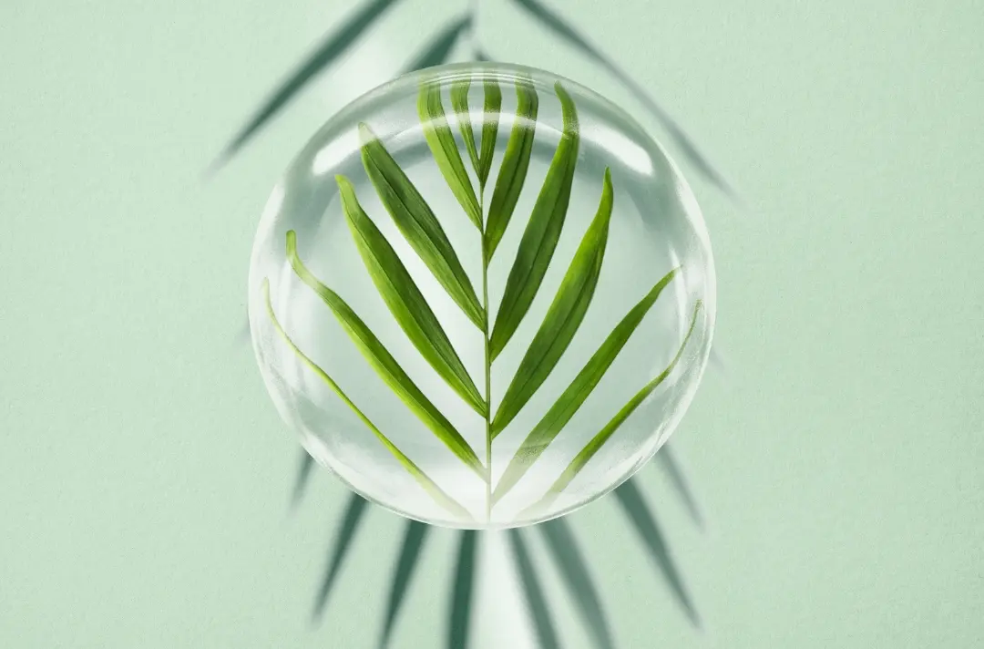 A photo shows a stylised palm leaf.