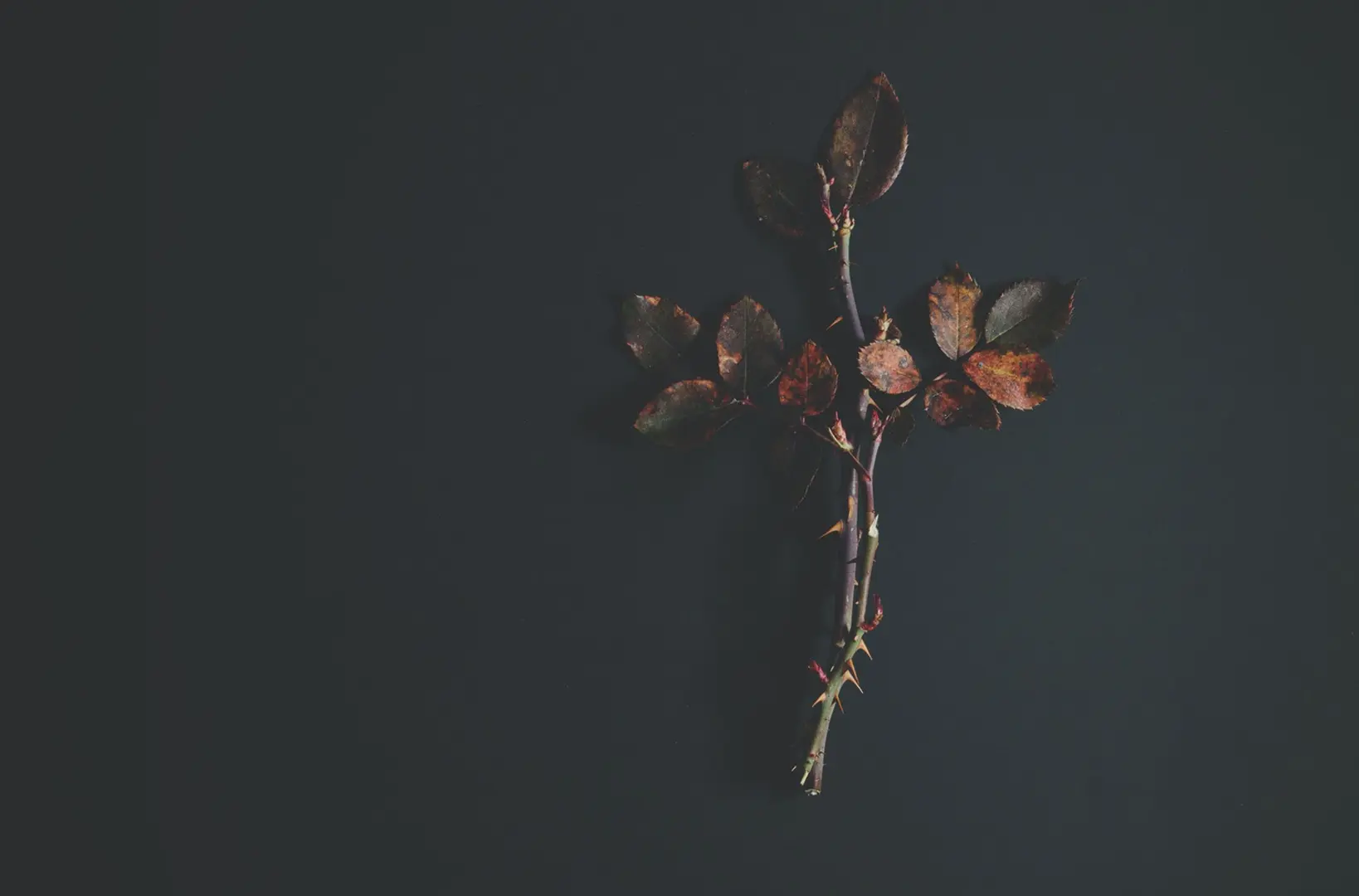 A thorny rose branch in the form of a cross.