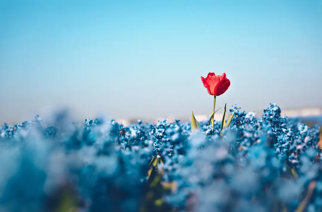 A photo shows a rose standing out above a field of bluebells.