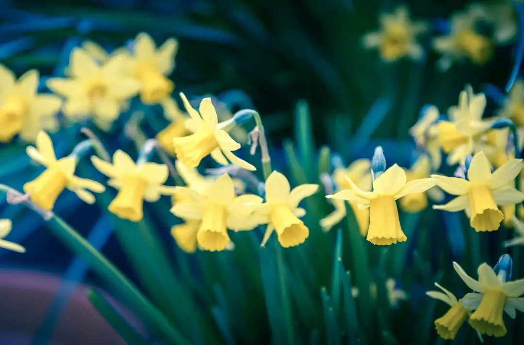 Daffodils in a field.