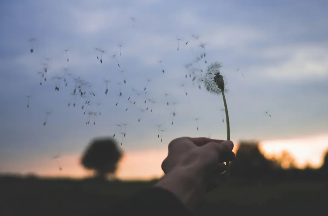 An image of dandelion blowing in the win