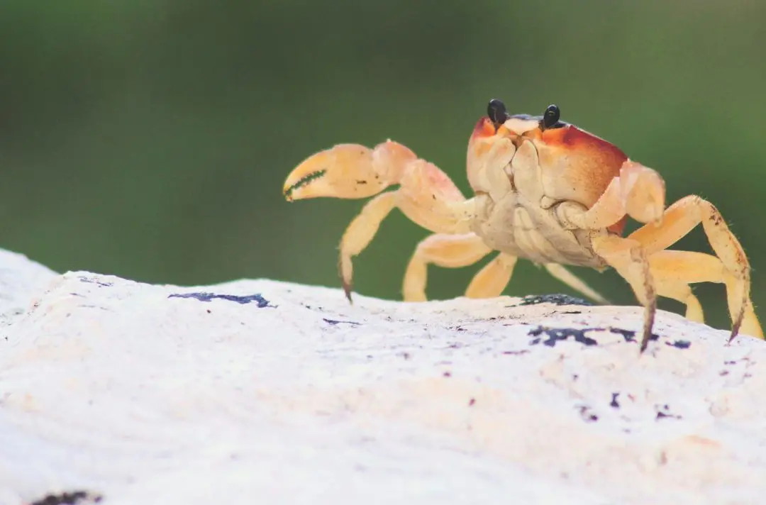 A crab on a sandy beach.