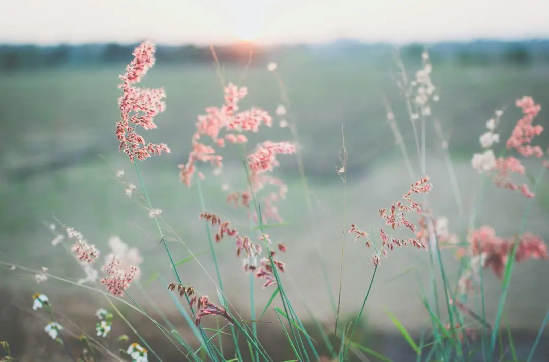 Pink flowers in a green meadow while the sun sets.