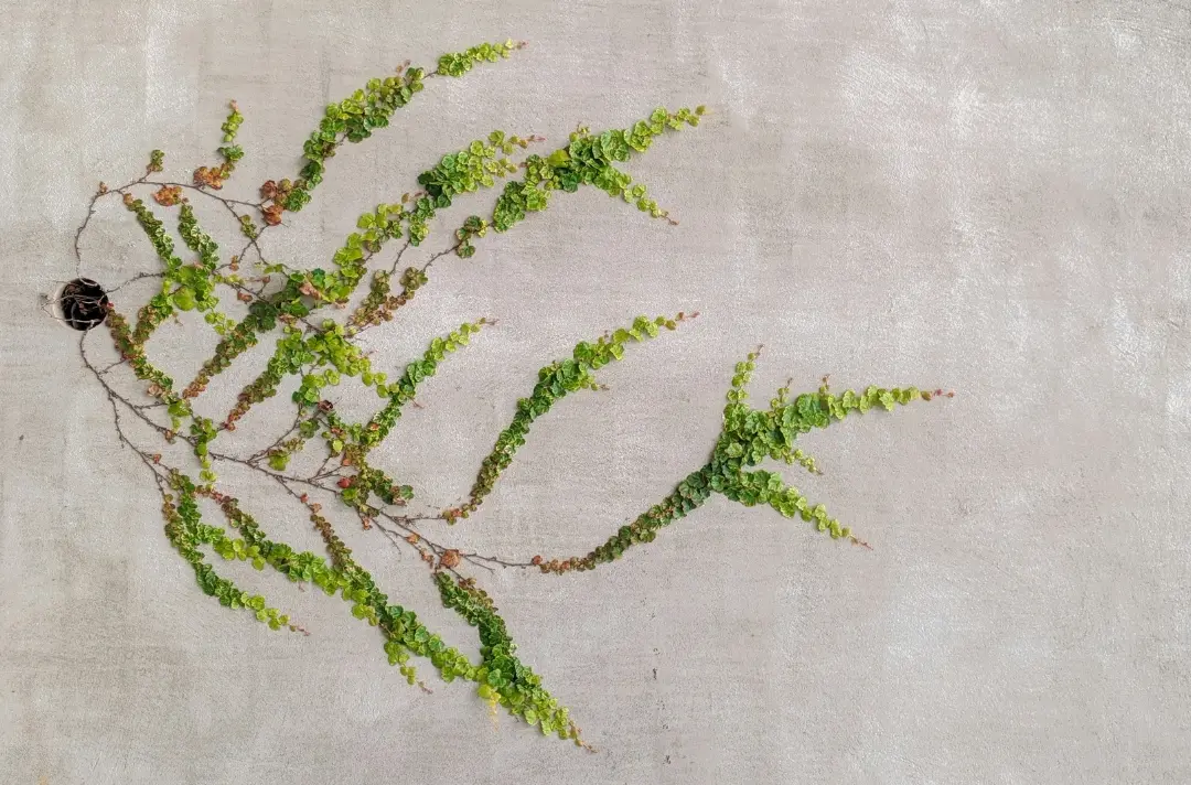 Vines growing on a wall