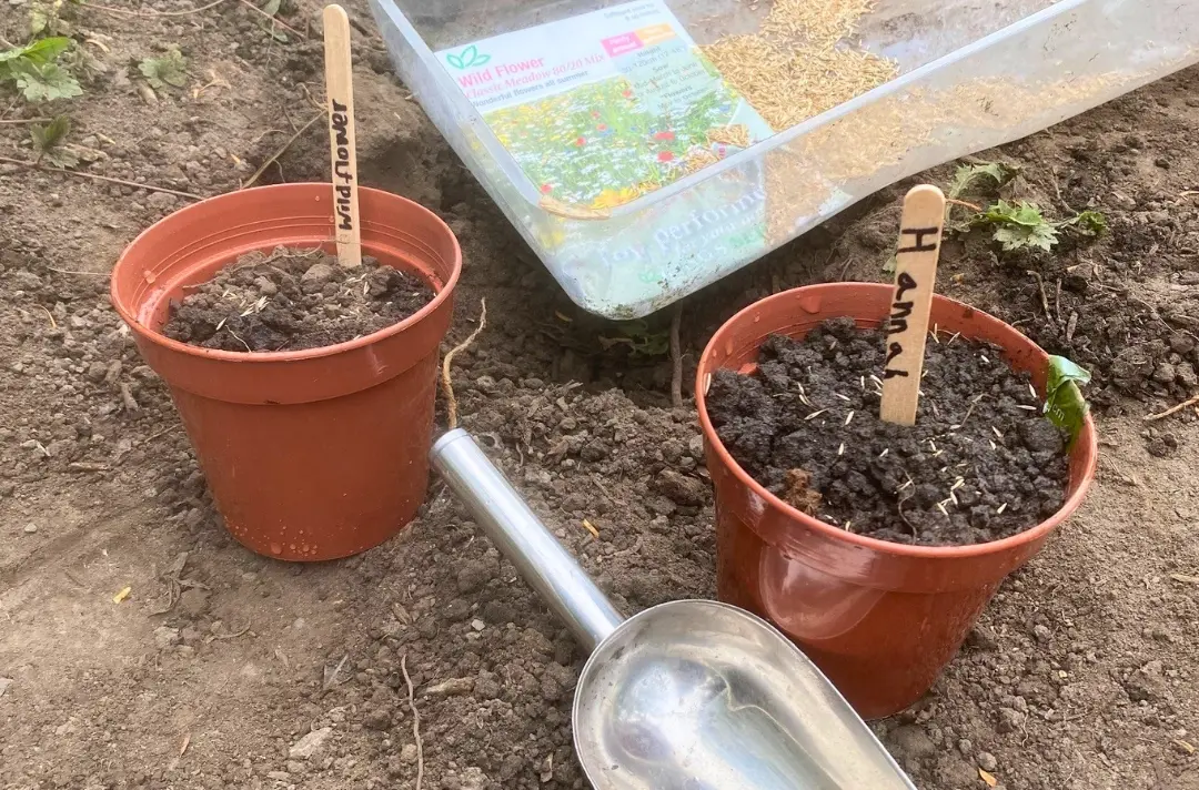 A photo shows two young potted plants at Forest of Dean.