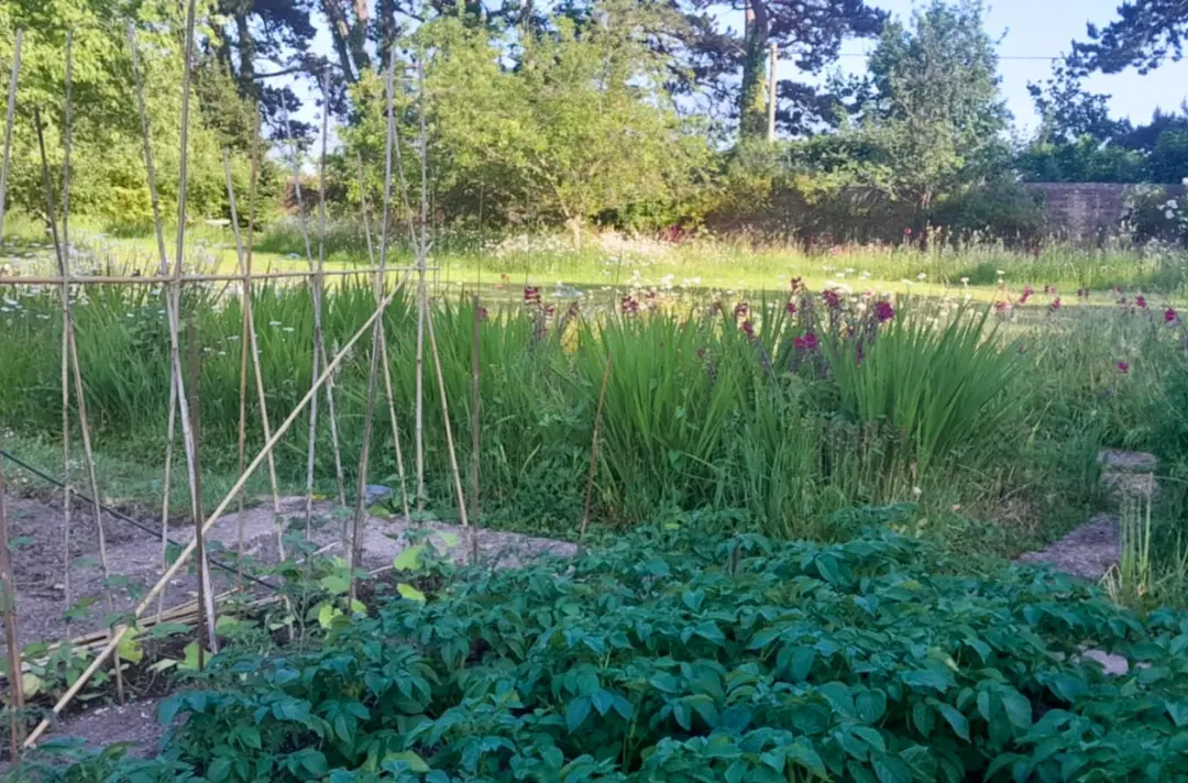 A photo shows a lush green allotment at Isle of Wight.