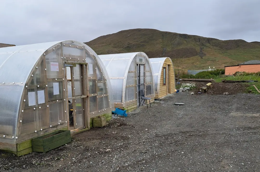 A photo shows three polytunnels at Shetland.