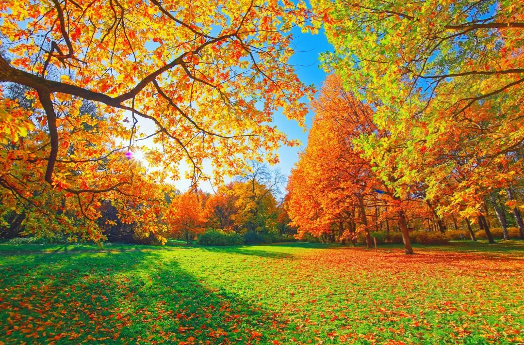 A beautiful Autumnal scene depicting a woods with orange, yellow, brown and golden leaved trees. A blue sky shines above.
