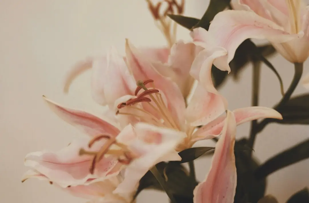 a bunch of pink lillies.