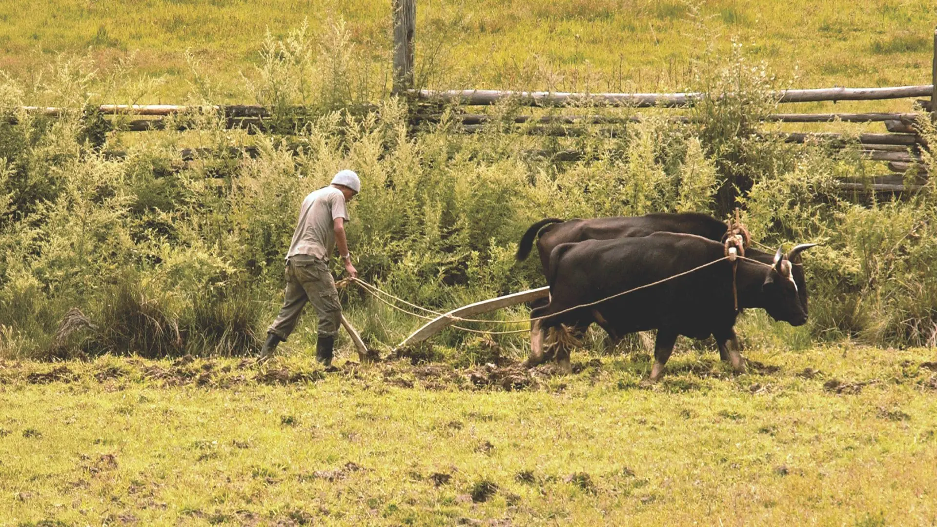 A farmer using two oxen and traditional ploughing tools to cultivate a green field.
