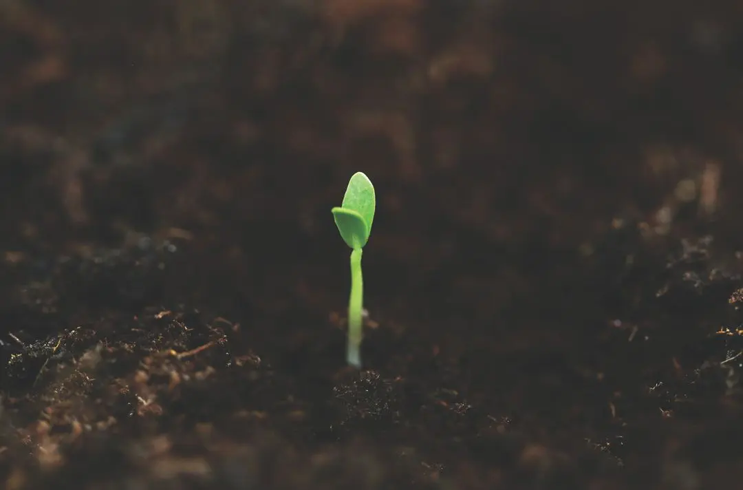 A green seedling sprouts from brown earth.